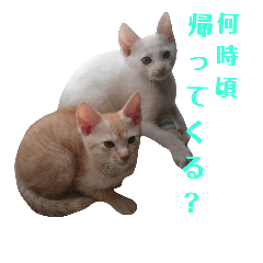 YUKI-KEI cats5