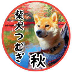 Shibainu Tsumugi ---autumn sticker---