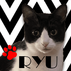 Ryu The Black White Monotone Cat Line Stickers Line Store