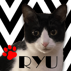 RYU the black&white(monotone) cat