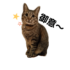 Sun-Chan, the cat