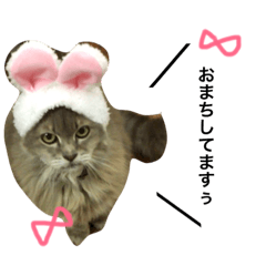 shirukuchan