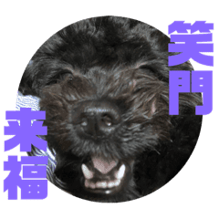 トイプードルとシーズーのmix犬エマ 4 Line スタンプ Line Store