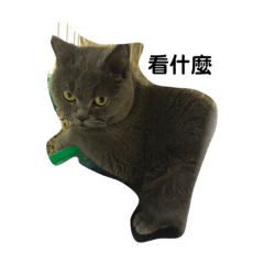 love mini cat