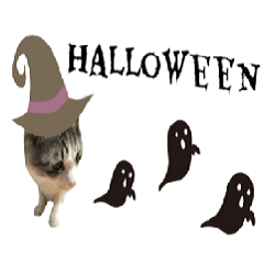 cat of cure Halloween