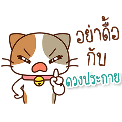 Cat name is Duangprakai