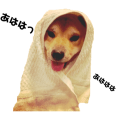 CHIKUWA shiba dog4