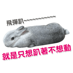Wangpapa rabbit
