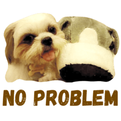 西施犬毛毛