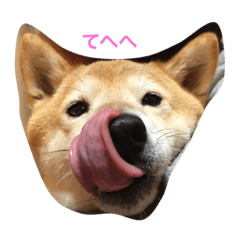 I love my dog ricky.
