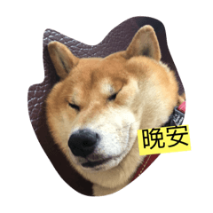 Hachi mm