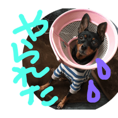 rinchan no stamp
