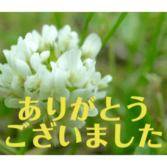 flower photo messages 2 (Japanese)