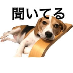 beagle beagle 4