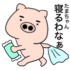 pig Tamachan