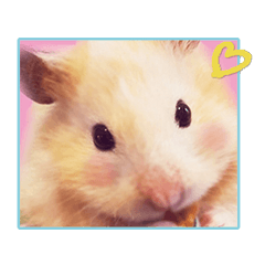 Kinako hamster