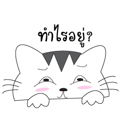 jao meow meows