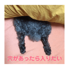 toy poodle hiyoko