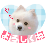 Pomeranian"kohaku".hina's friend.