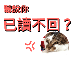 sijidouworkshop_cats chat room