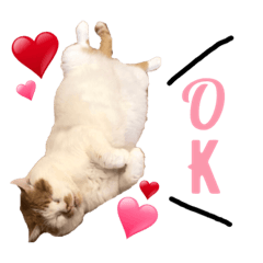 ebichanCats