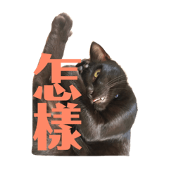 貓貓狗