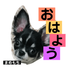 mamemochi Chihuahua