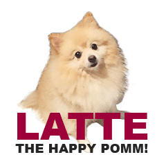 LATTE the happy pomm!