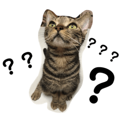cat cute stamp .