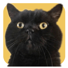 Black cat bubu