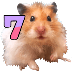 Golden Hamster MoMoJai 7