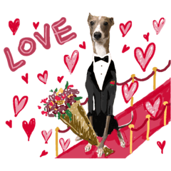 Emotional italian greyhound