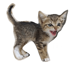 Felis silvestris catus