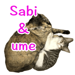 Sabi&Ume Cat Sticker