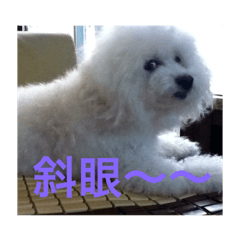 可愛逼逼