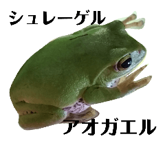 1 frog