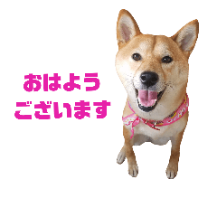 Japanese Dog Shiba,momo.