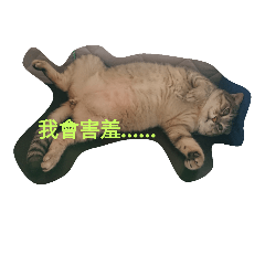 任性貓咪