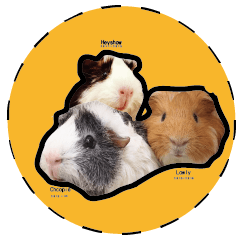Guinea pig family