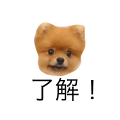 Tihis is  dog 2