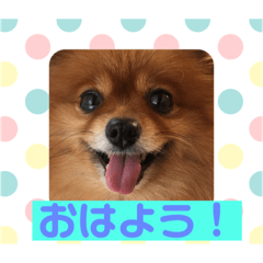 dog pome ran
