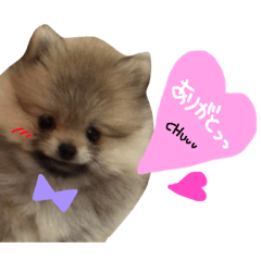 pomenomoco.