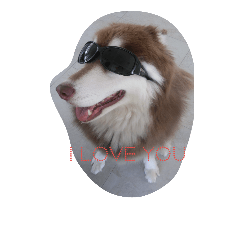Alaskan Malamute