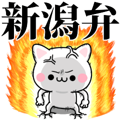 tanuchan Niigata cat