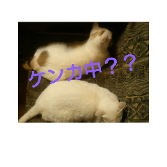 carry.cat.