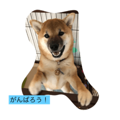 japanese SHIBAINU  TAMAKO