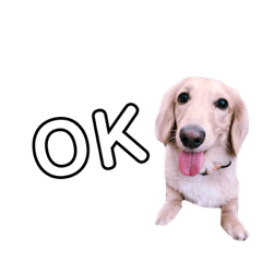 dog_dog_dog