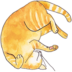 A Chubby cat "Tora-chan"