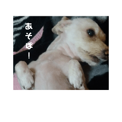 TIKO RIZU
