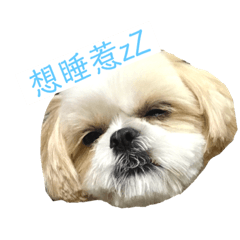 厭世西施妹